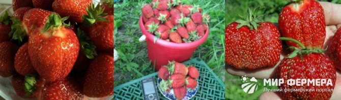 Avantages et inconvénients du festival de la fraise