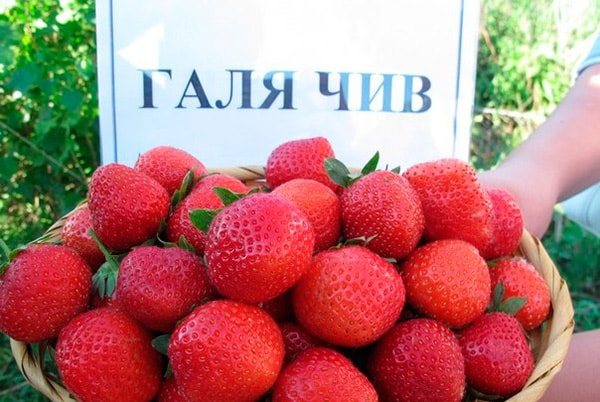 strawberi-galya-chiv-foto