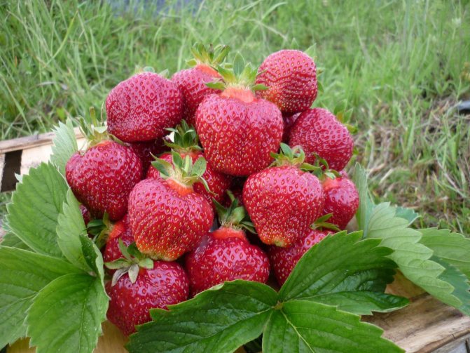 Madu Strawberry