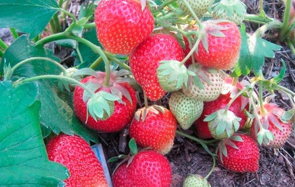 strawberry-carmen-litrato