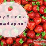 'Kimberly strawberry' bredd = "800