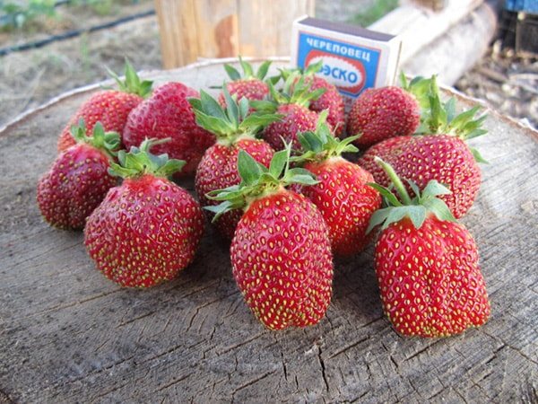 strawberry-maryshka-photo