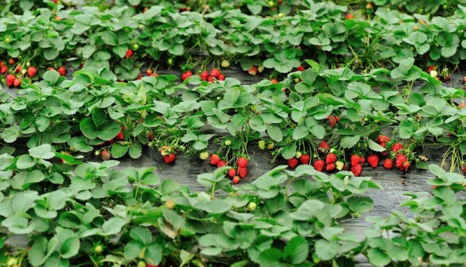 jordgubbar i trädgården