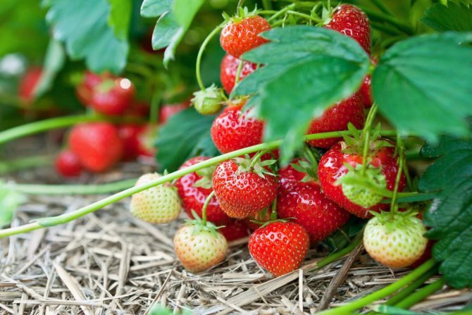 jordgubbar i trädgården