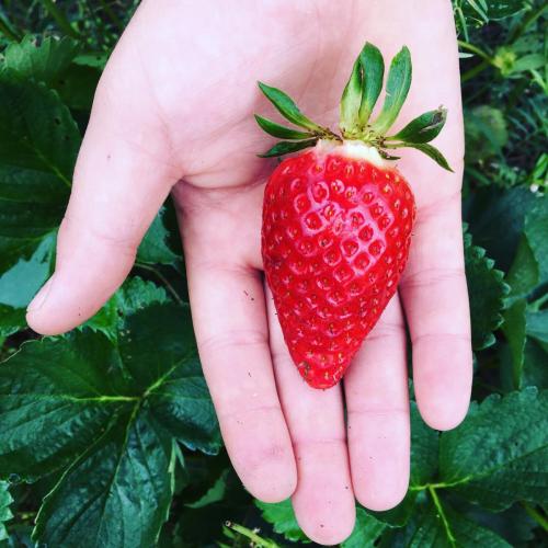 strawberries in the palm of your hand