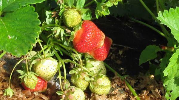 strawberries on the plot