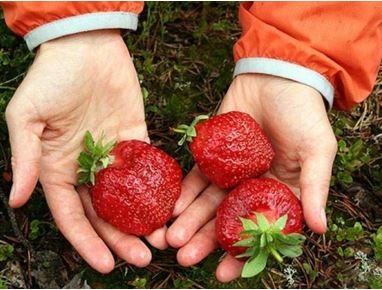 Strawberry: penerangan pelbagai