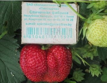 Strawberry: variety description