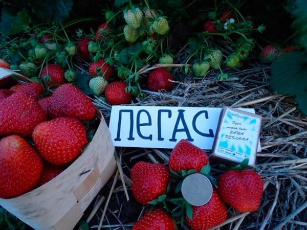 strawberry pegasus photo