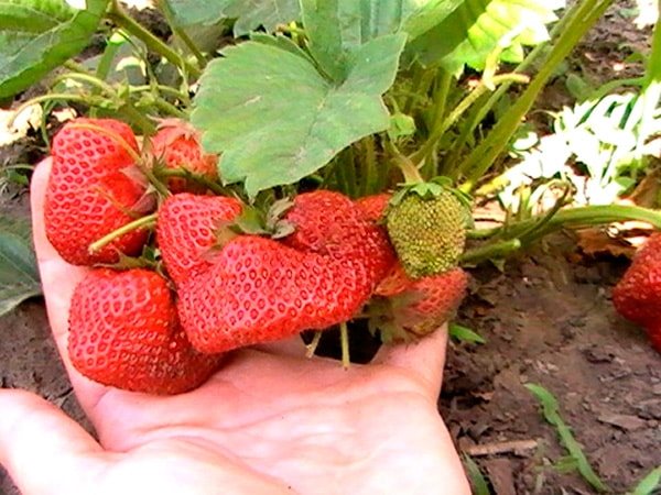 Strawberry-Red-Gauntlet-Larawan