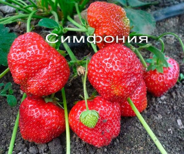 căpșună-simfonie-fotografie