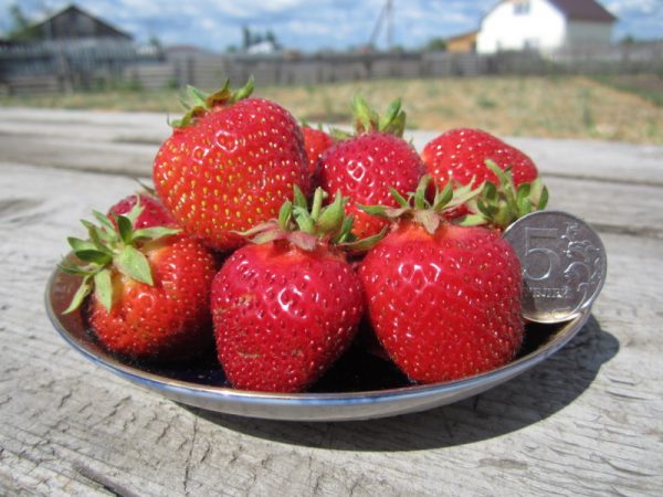 Festivalnaya strawberry