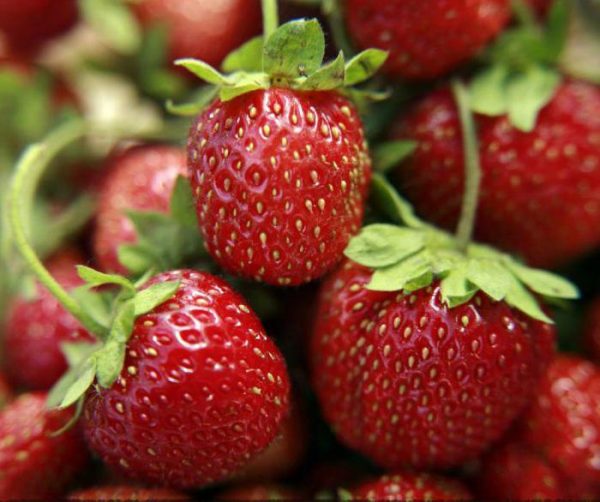 Mga pagkakaiba-iba ng strawberry Temptation