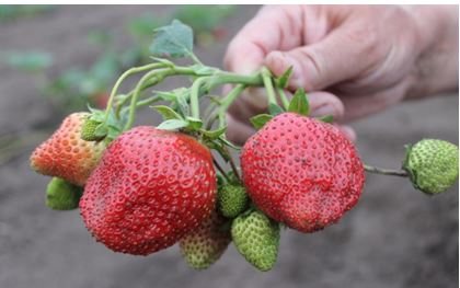 Mga strawberry: mga barayti na may mga larawan at paglalarawan