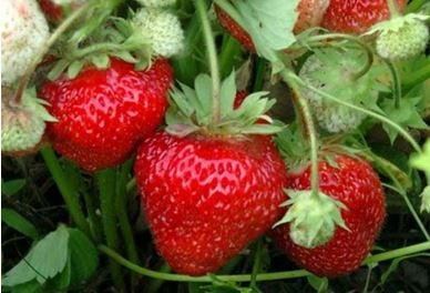Mga strawberry: mga barayti na may mga larawan
