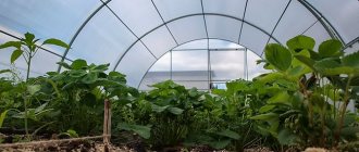 Strawberries in a polycarbonate greenhouse planting and care