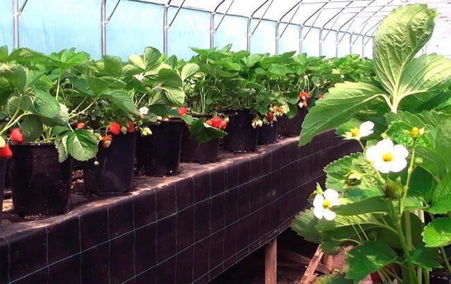 Jordgubbar i en växthusplantering av polykarbonat och vård