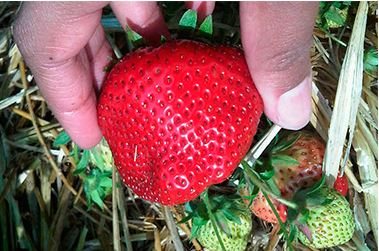 Strawberry: type of plant