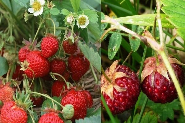 Strawberry Victoria: en beskrivning av historien
