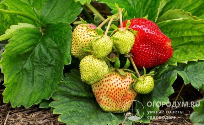 Die Erdbeere "Vima Ksima" (Bild) zeichnet sich durch ihre große Beerengröße und ihren hohen Ertrag aus. Sie wird erfolgreich als Amateur- und kommerzielle Sorte angebaut.