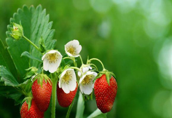 strawberi semasa berbunga
