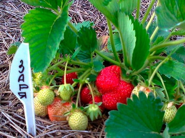 strawberry-bukang-liwayway-litrato