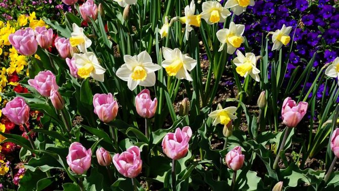 En blomsterrabatt av påskliljor, tulpaner och penséer