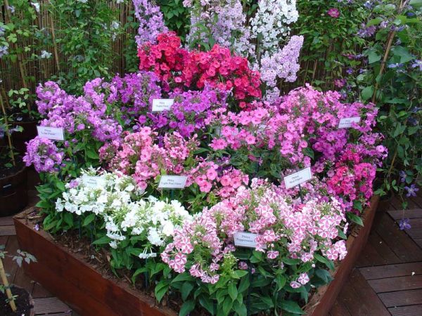 Flowerbed with phlox