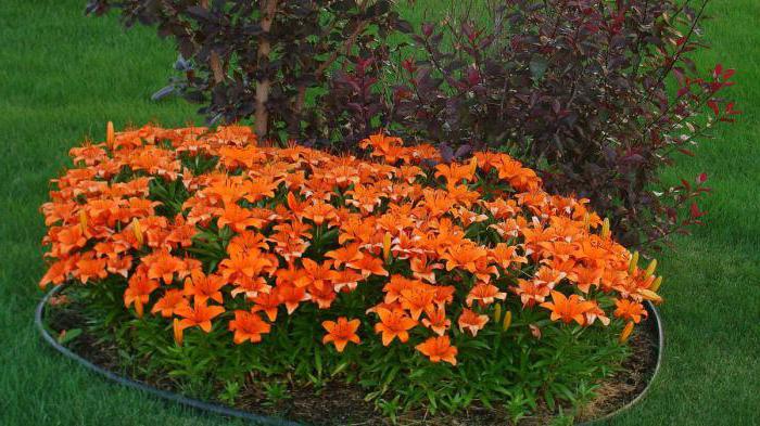 do-it-yourself lily flower beds photo