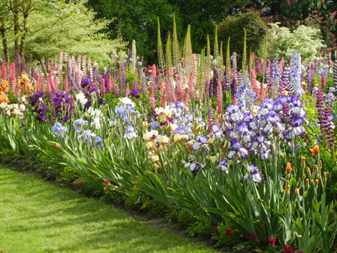 Flower beds with irises in landscape design