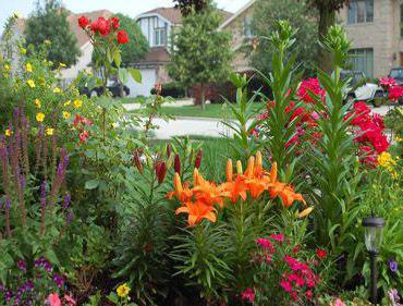 flower beds with lilies in the country photo
