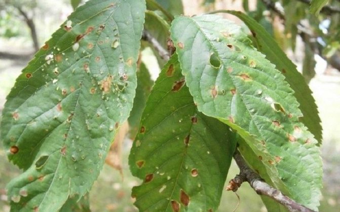 Cherry clasterosporium sjukdom
