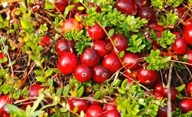 Cranberry Regalo ng Kostroma