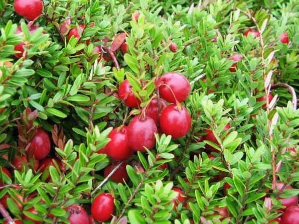 Cranberry mit großen Früchten