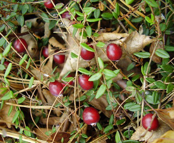 Cranberry mit kleinen Früchten