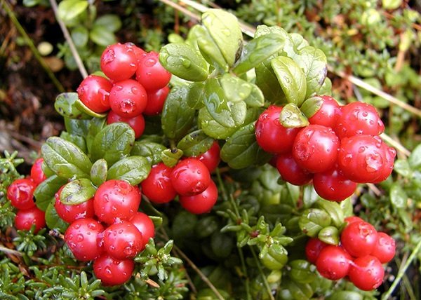 Cranberry benefits for women