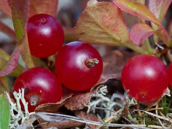 Cranberry Vaccinium berbuah merah