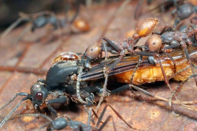 النمل البدوي في العمل
