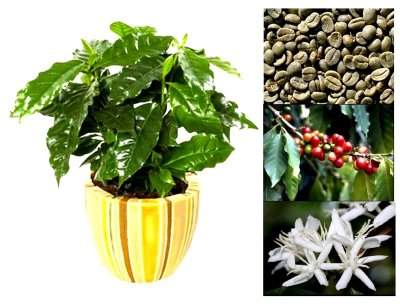 زراعة نباتات قهوة أرابيكا بعد الشراء