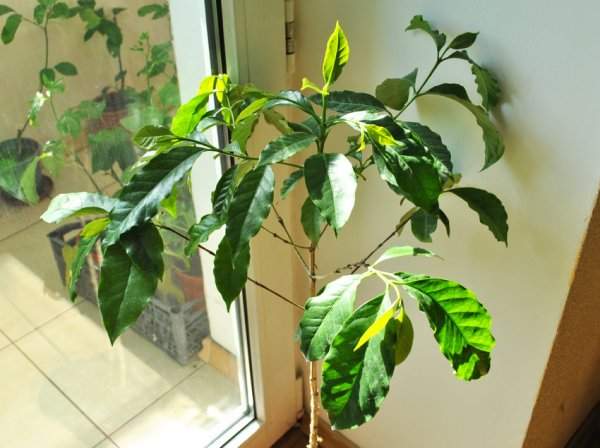 Arabica coffee houseplant transplant after purchase