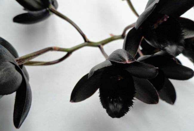 När peduncle dyker upp ser växten helt enkelt underbar ut och kan dekorera valfritt foto.