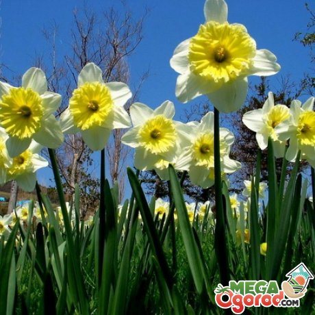 Apabila daffodil mekar