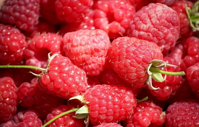 When and how to prune raspberries in the fall
