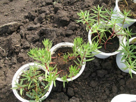 När och hur man transplanterar plantor utomhus