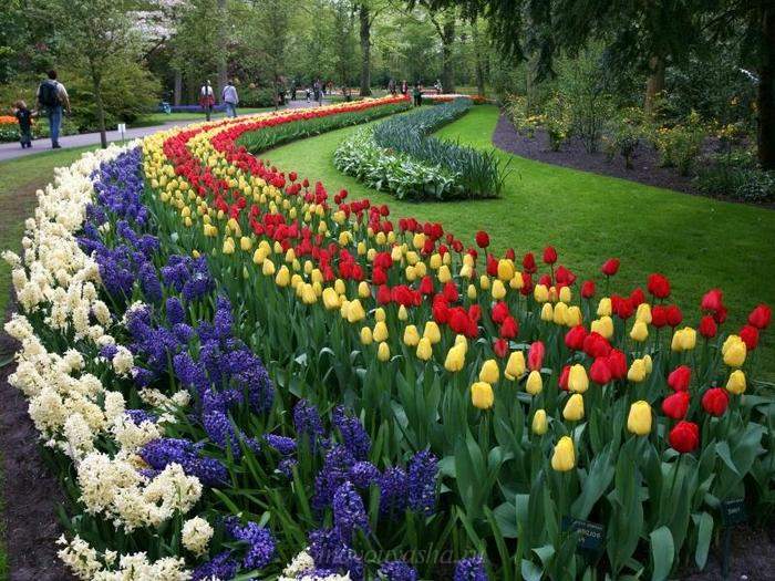 Kdy a jak zasadit tulipány na jaře