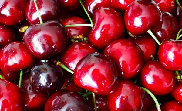 When and how to properly plant cherries step by step guide recommendations