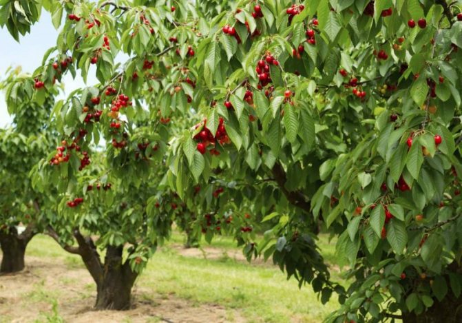When and how to properly plant cherries step by step guide recommendations