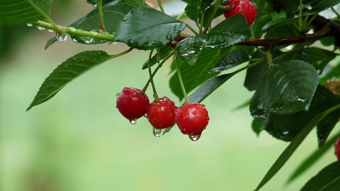 När och hur man korrekt planterar körsbär steg för steg guide rekommendationer