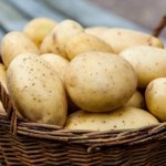 When and how to germinate potatoes for planting