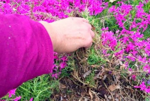 When and how to plant phlox. Why and when phlox transplant is needed